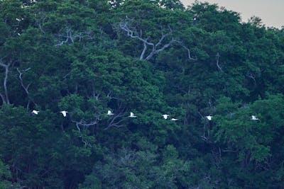 Duct cleaning and airflow optimization